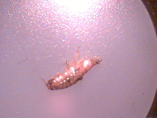 Piccoli crostacei raccolti dal Po vicino a Settimo Torinese